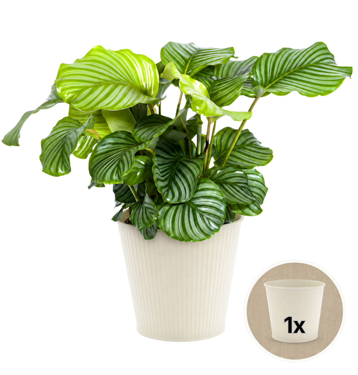 Korbmarante + 1x Cremefarbener Zinktopf | Calathea | ca. 40-50 cm | Ø 12-15 cm Topf