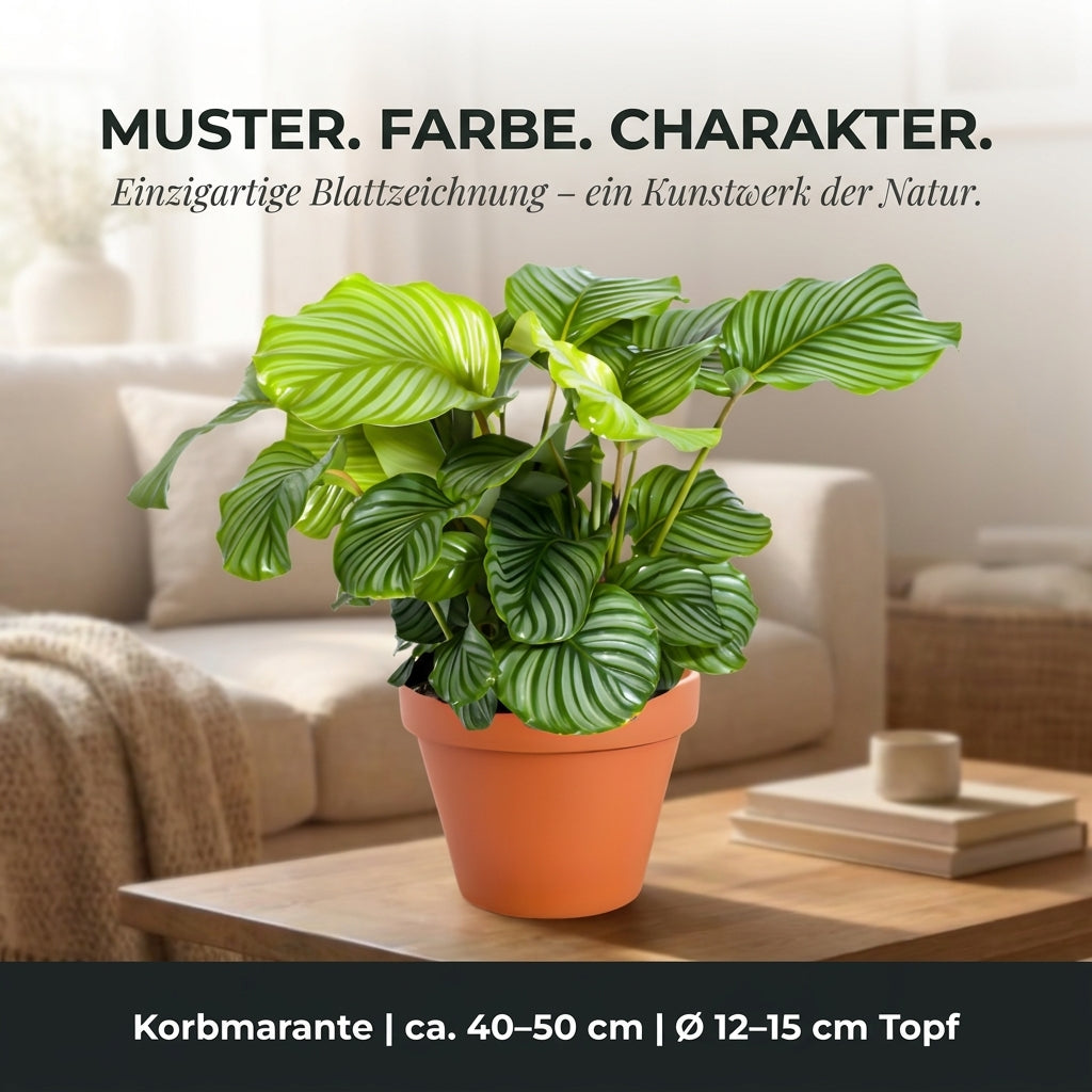 Korbmarante + 6x Cremefarbener Zinktopf | 6er-Set | Calathea | ca. 40-50 cm | Ø 12-15 cm Topf