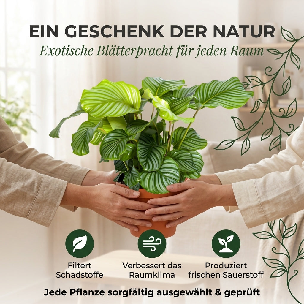 Korbmarante + 2x Seegraskorb | 2er-Set | Calathea | ca. 40-50 cm | Ø 12-15 cm Topf