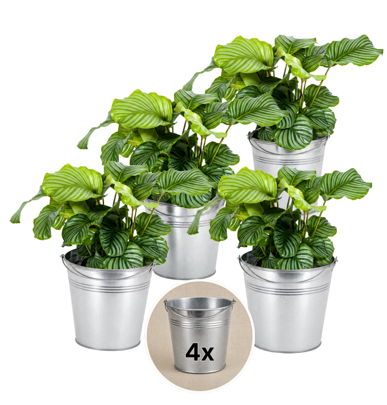 Korbmarante + Zinktopf | 4er-Set | Calathea | ca. 40-50 cm | Ø 12-15 cm Topf