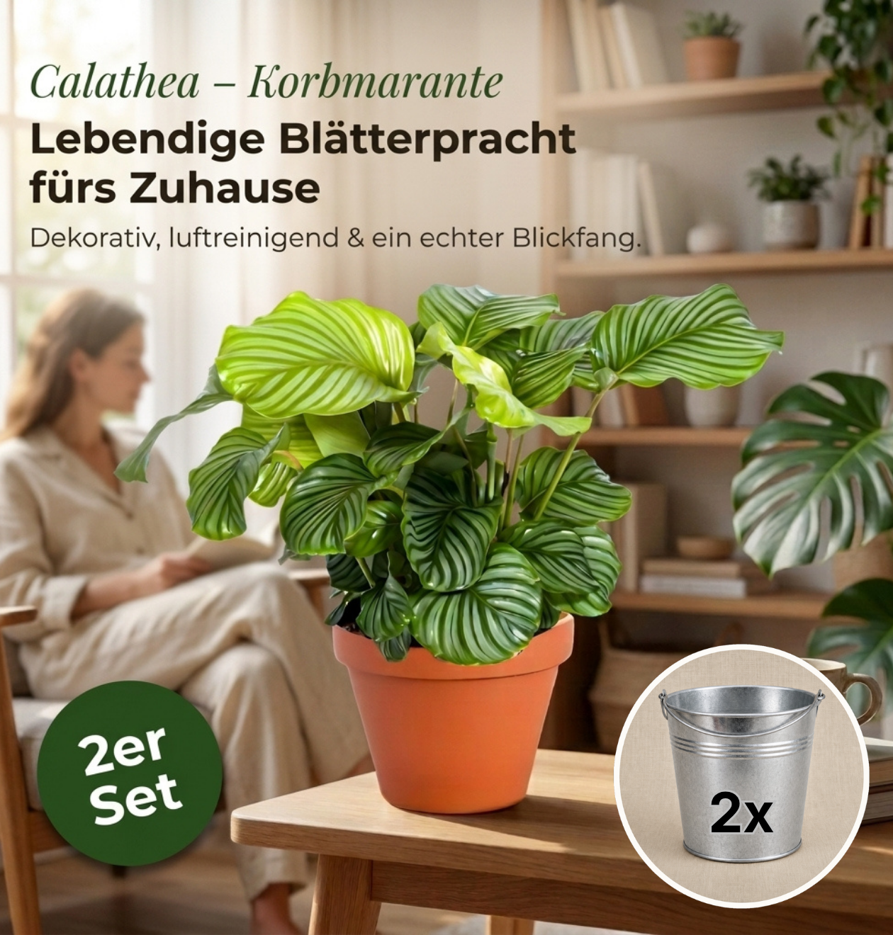 Korbmarante + Zinktopf | 2er-Set | Calathea | ca. 40-50 cm | Ø 12-15 cm Topf