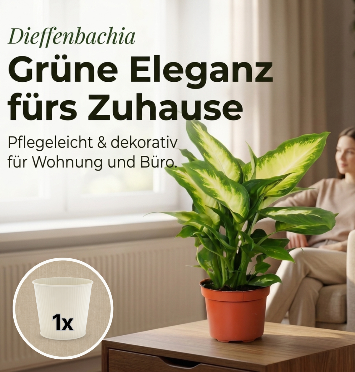 Dieffenbachia + 1x Cremefarbener Zinktopf | ca. 40-50 cm | Ø 12-15 cm Topf