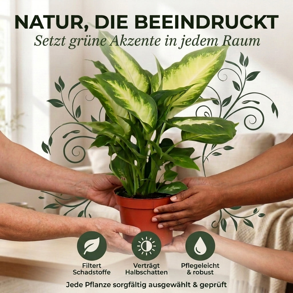 Dieffenbachia + 1x Cremefarbener Zinktopf | ca. 40-50 cm | Ø 12-15 cm Topf