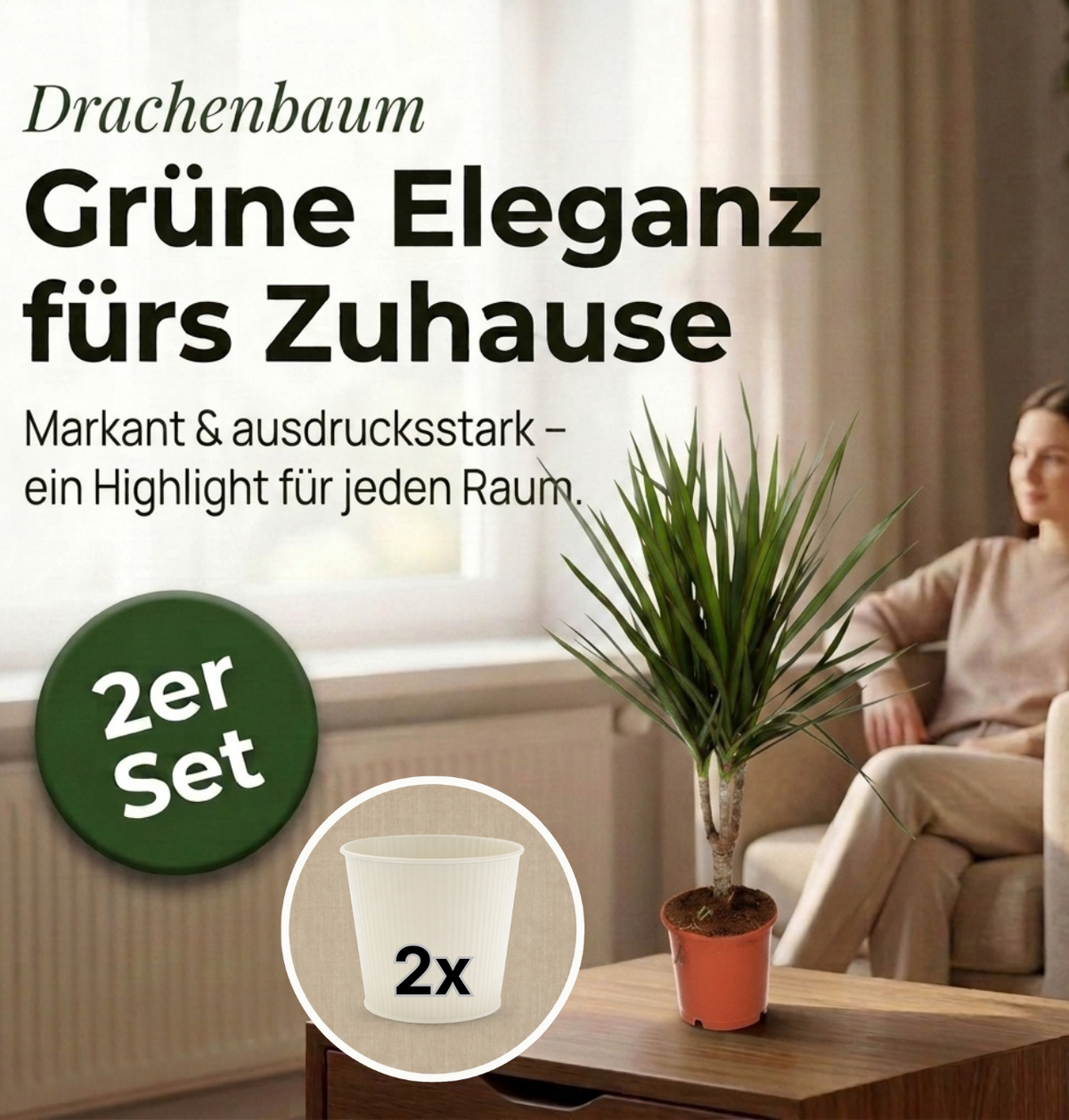 Drachenbaum + 2x Cremefarbener Zinktopf | 2er-Set | Dracaena | ca. 40-50 cm | Ø 12-15 cm Topf