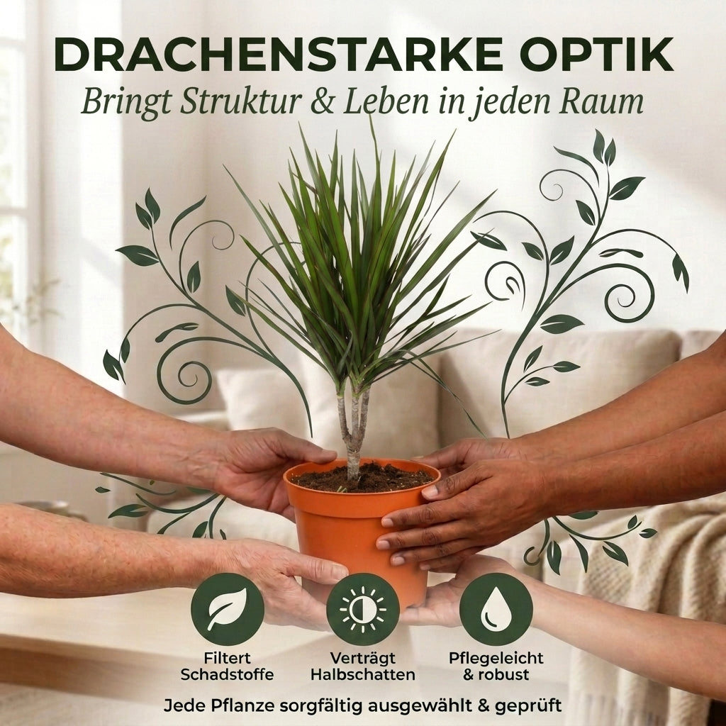 Drachenbaum + 3x Cremefarbener Zinktopf | 3er-Set | Dracaena | ca. 40-50 cm | Ø 12-15 cm Topf