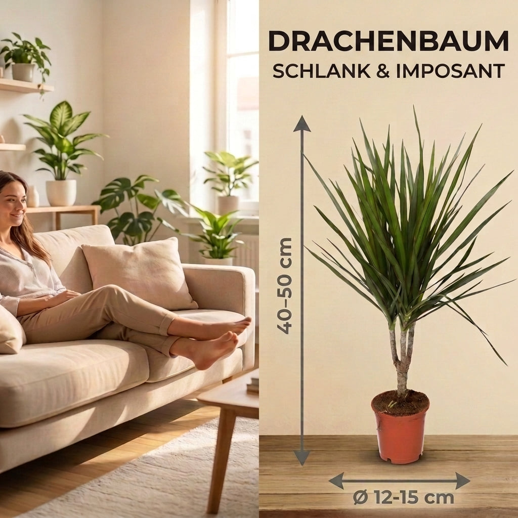Drachenbaum + 2x Cremefarbener Zinktopf | 2er-Set | Dracaena | ca. 40-50 cm | Ø 12-15 cm Topf
