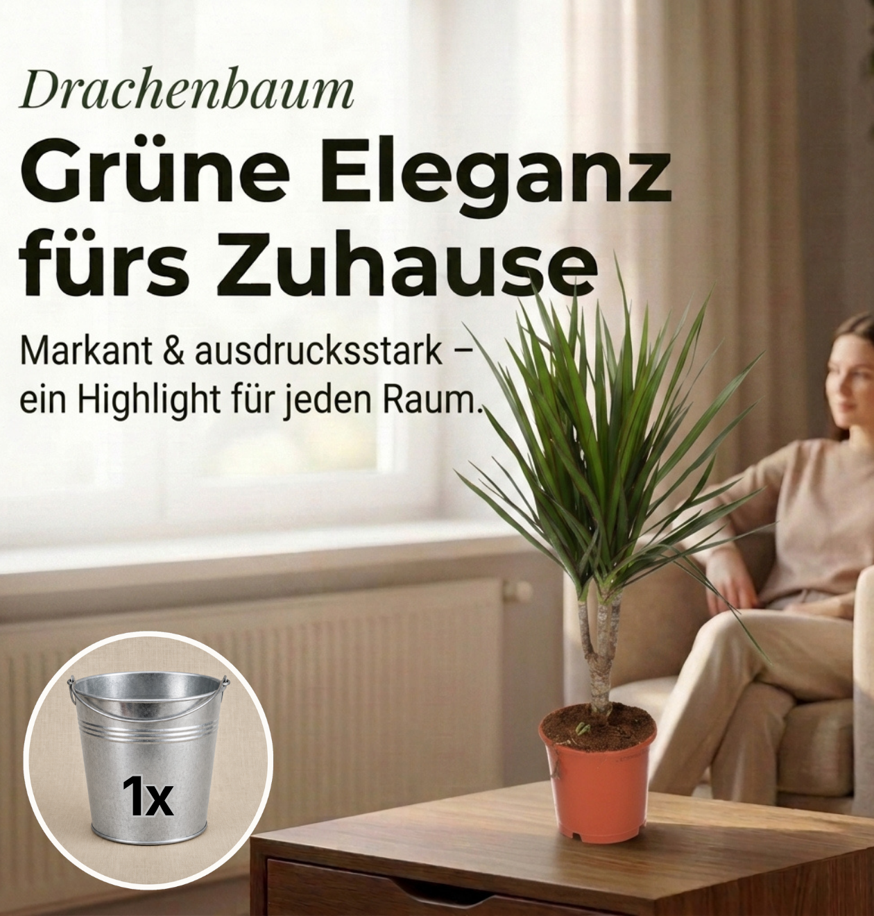 Drachenbaum + 1x Zinktopf | Dracaena | ca. 40-50 cm | Ø 12-15 cm Topf