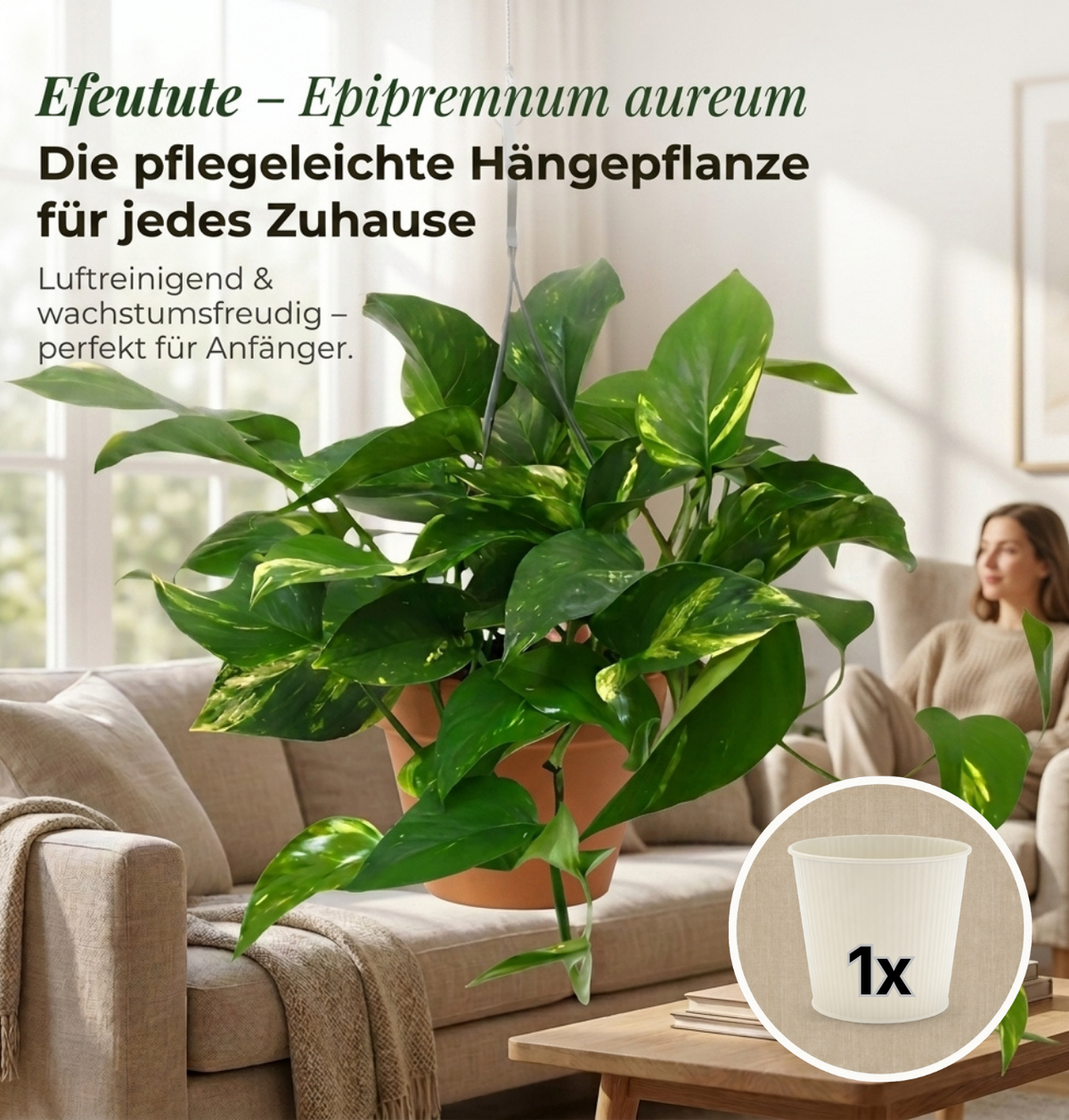 Efeutute (hängend) + 1x Cremefarbener Zinktopf | Epipremnum aureum | ca. 30-35 cm | Ø 12-15 cm Topf