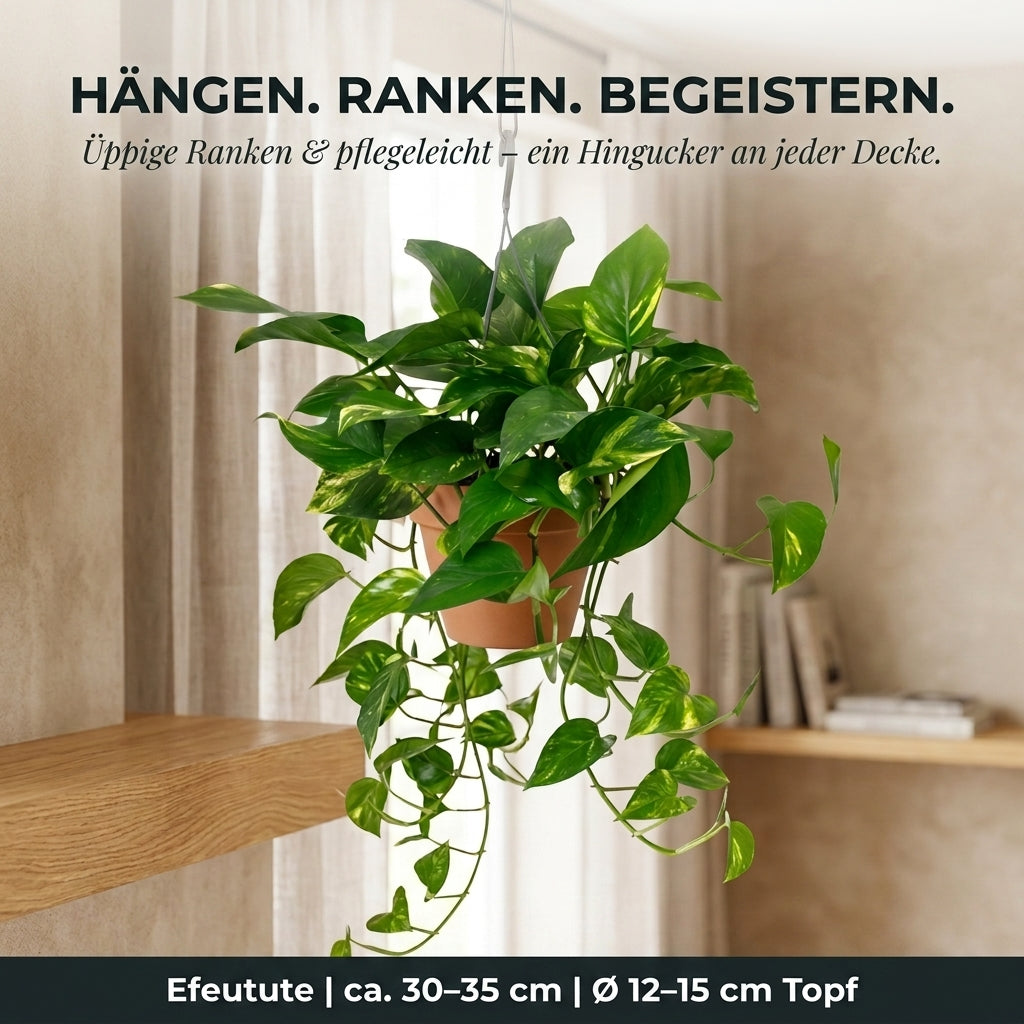 Efeutute (hängend) + 1x Cremefarbener Zinktopf | Epipremnum aureum | ca. 30-35 cm | Ø 12-15 cm Topf