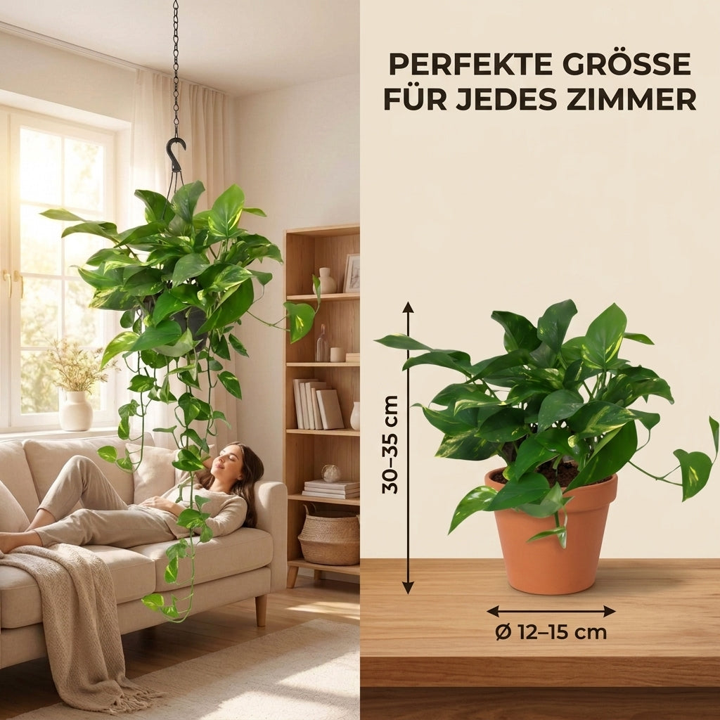 Efeutute (hängend) + 1x Cremefarbener Zinktopf | Epipremnum aureum | ca. 30-35 cm | Ø 12-15 cm Topf