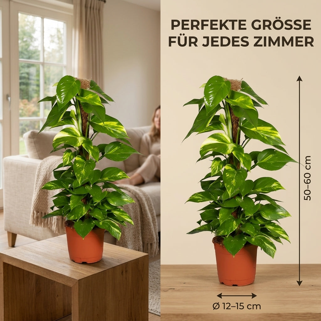 Efeutute am Moosstab + 1x Zinktopf | Epipremnum Aureum | ca. 50-60 cm | Ø 12-15 cm Topf