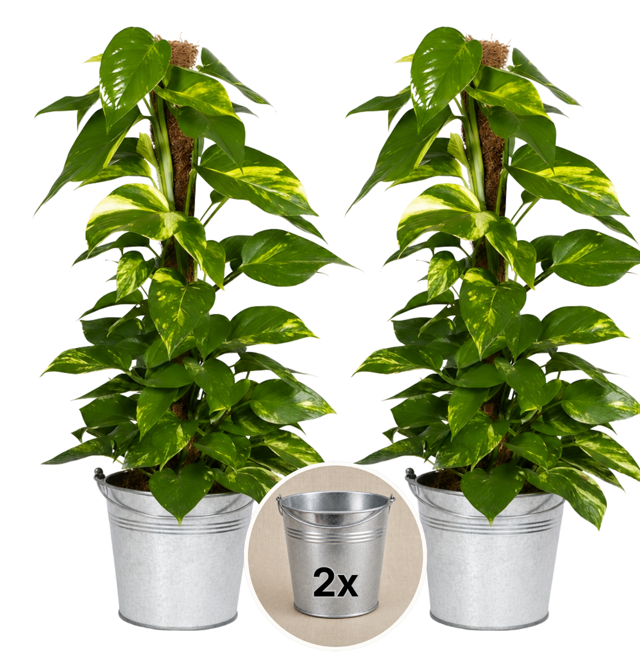 Efeutute am Moosstab + 2x Zinktopf | 2er-Set | Epipremnum Aureum | ca. 50-60 cm | Ø 12-15 cm Topf