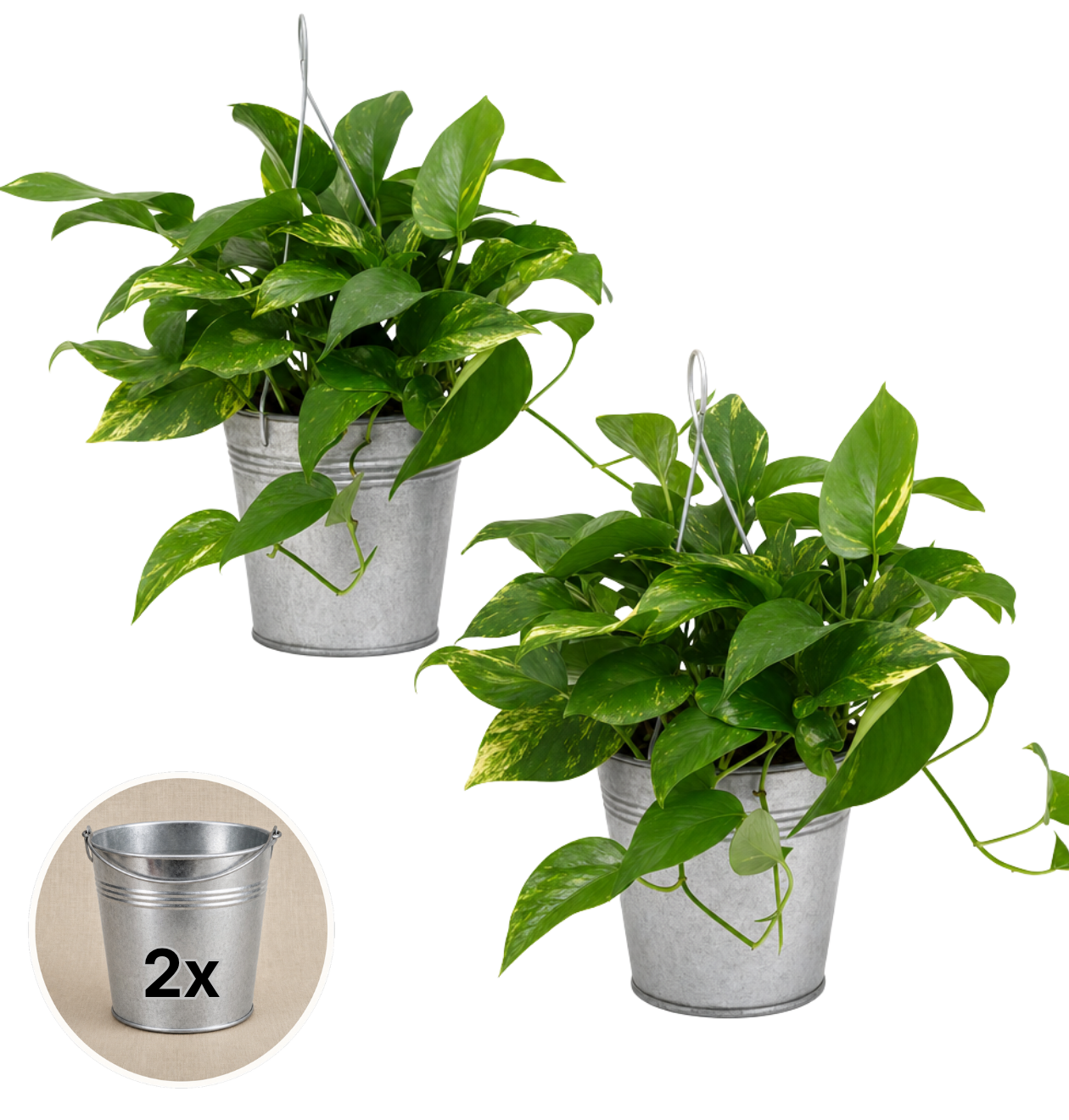 Efeutute (hängend) + Zinktopf | 2er-Set | Epipremnum aureum | ca. 30-35 cm | Ø 12-15 cm Topf