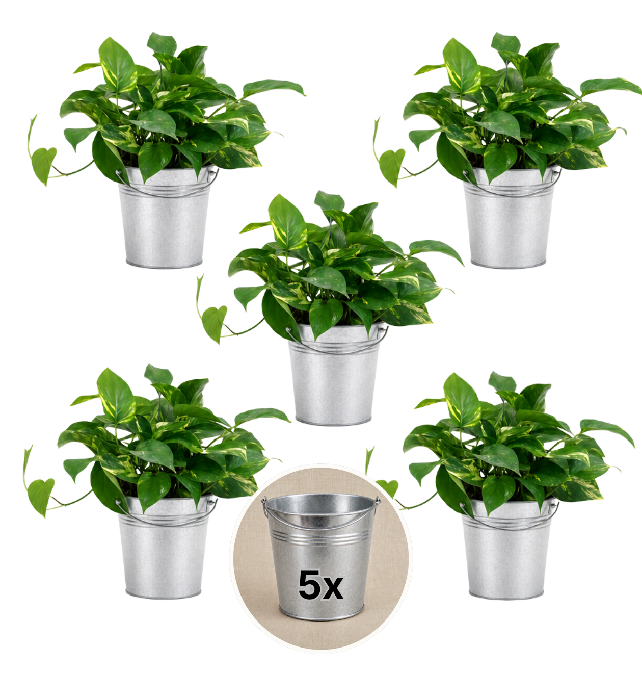 Efeutute (hängend) + Zinktopf | 5er-Set | Epipremnum aureum | ca. 30-35 cm | Ø 12-15 cm Topf