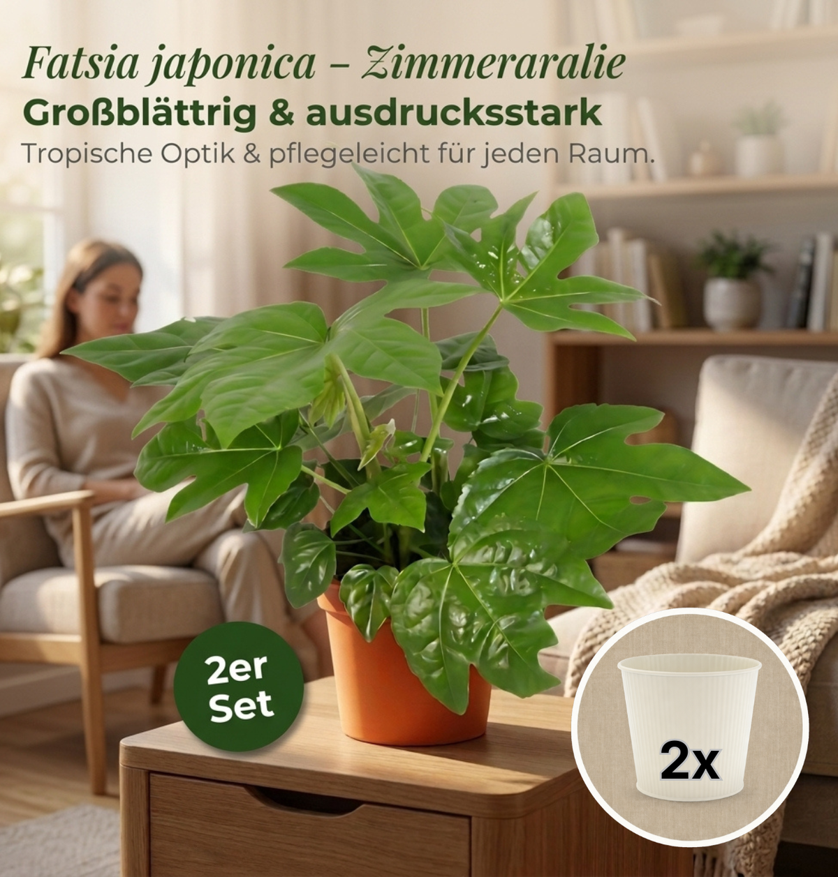 Zimmeraralie + 2x Cremefarbener Zinktopf | 2er-Set | Fatsia japonica | ca. 40-50 cm | Ø 12-15 cm Topf
