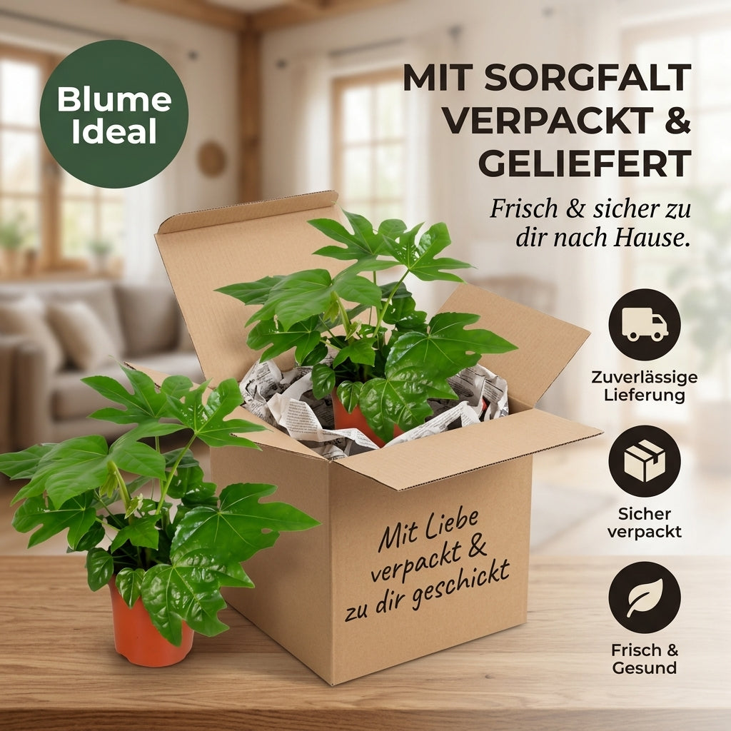 Zimmeraralie + 3x Zinktopf | 3er-Set | Fatsia japonica | ca. 40-50 cm | Ø 12-15 cm Topf