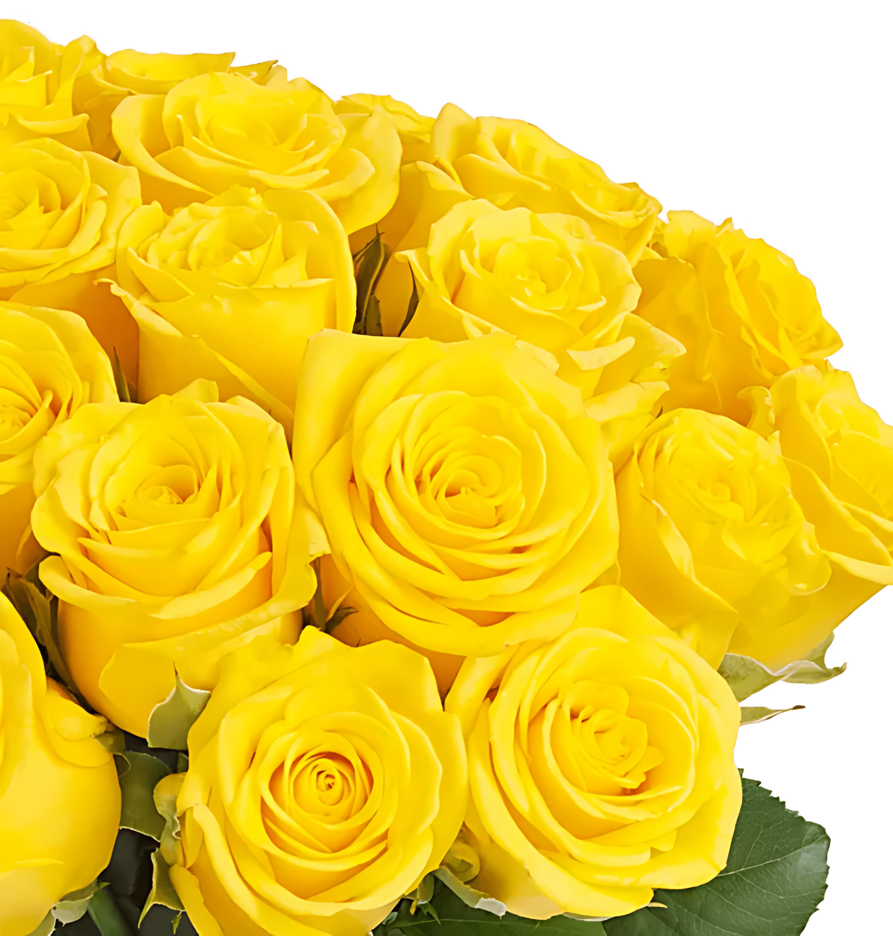 70 gelbe Rosen