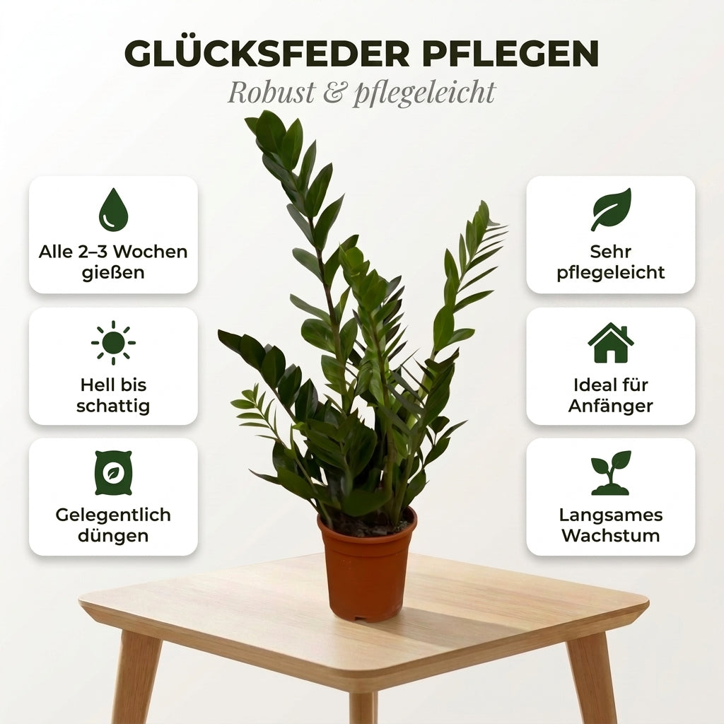 Glücksfeder + 3x Zinktopf | 3er-Set | Zamioculcas zamiifolia | ca. 40-50 cm | Ø 12-15 cm Topf