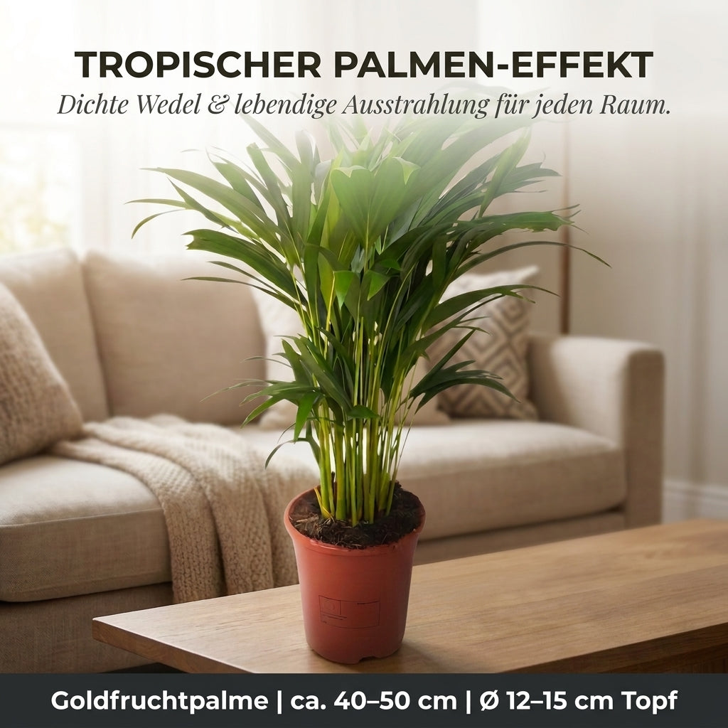 Goldfruchtpalme + 3x Cremefarbener Zinktopf | 3er-Set | Dypsis lutescens | ca. 40-50 cm | Ø 12-15 cm Topf