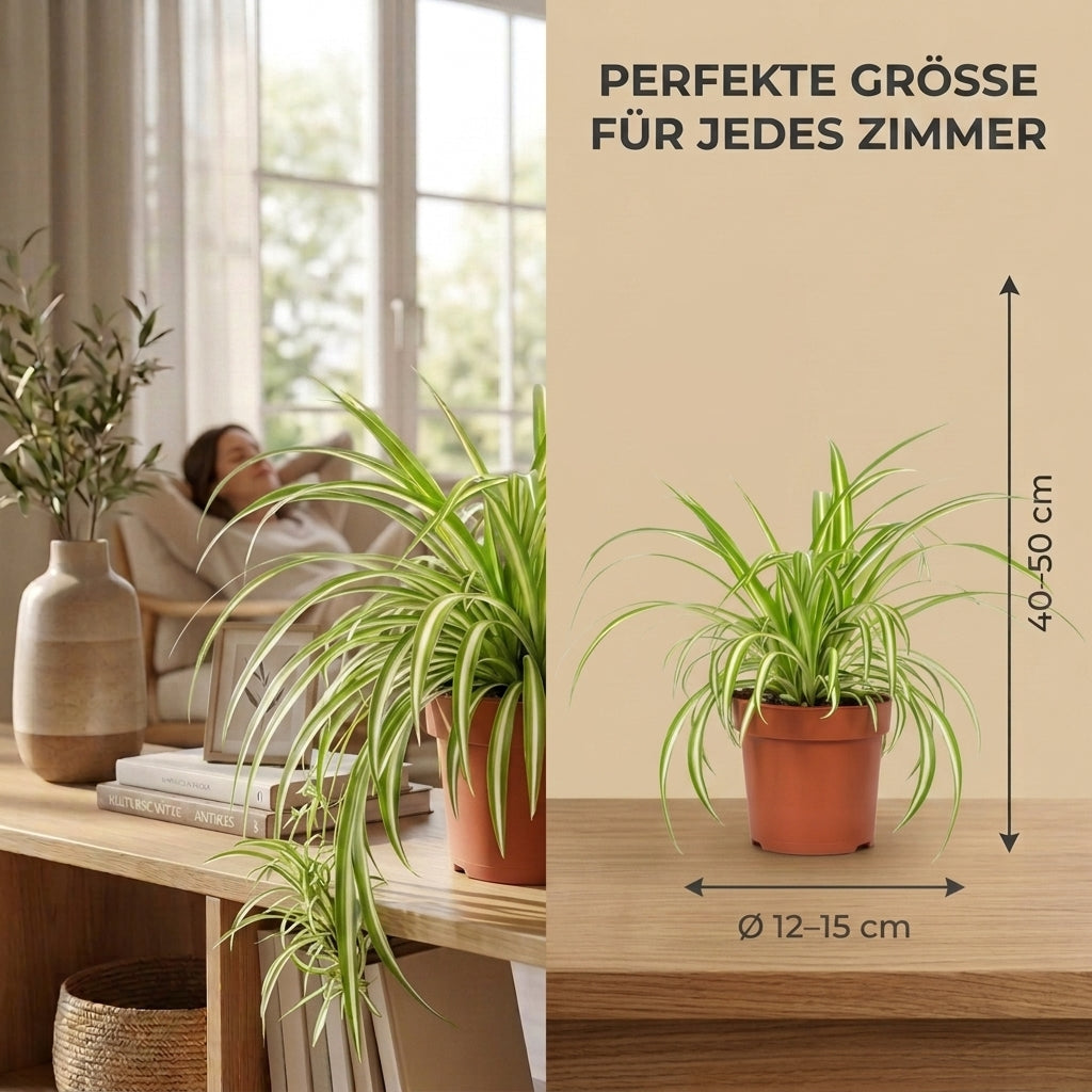 Grünlilie + 3x Zinktopf | 3er-Set | Chlorophytum | ca. 40-50 cm | Ø 12-15 cm Topf