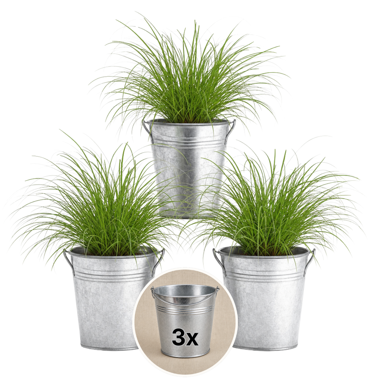 Katzengras + Zinktopf | 3er-Set | Cyperus zumula | ca. 20-30 cm | Ø 12-15 cm Topf