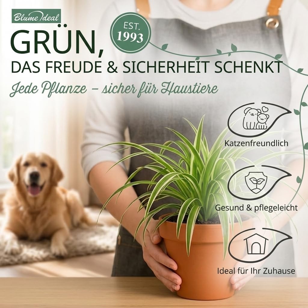 “Katzenliebhaber” Pflanzenset + 5x Cremefarbener Zinktopf | 5er-Set | ca. 30-45 cm | Ø 12-15 cm Topf