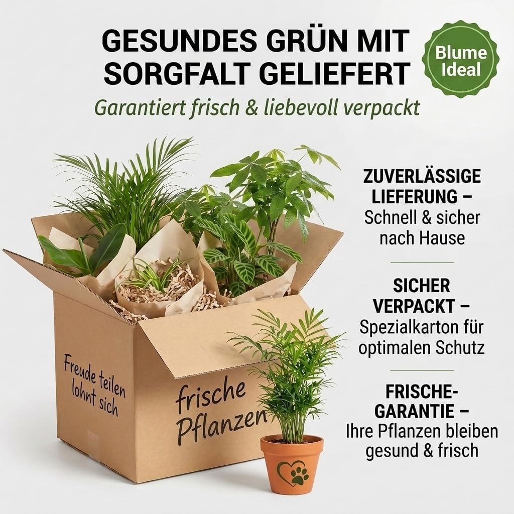 “Katzenliebhaber” Pflanzenset + 5x Cremefarbener Zinktopf | 5er-Set | ca. 30-45 cm | Ø 12-15 cm Topf