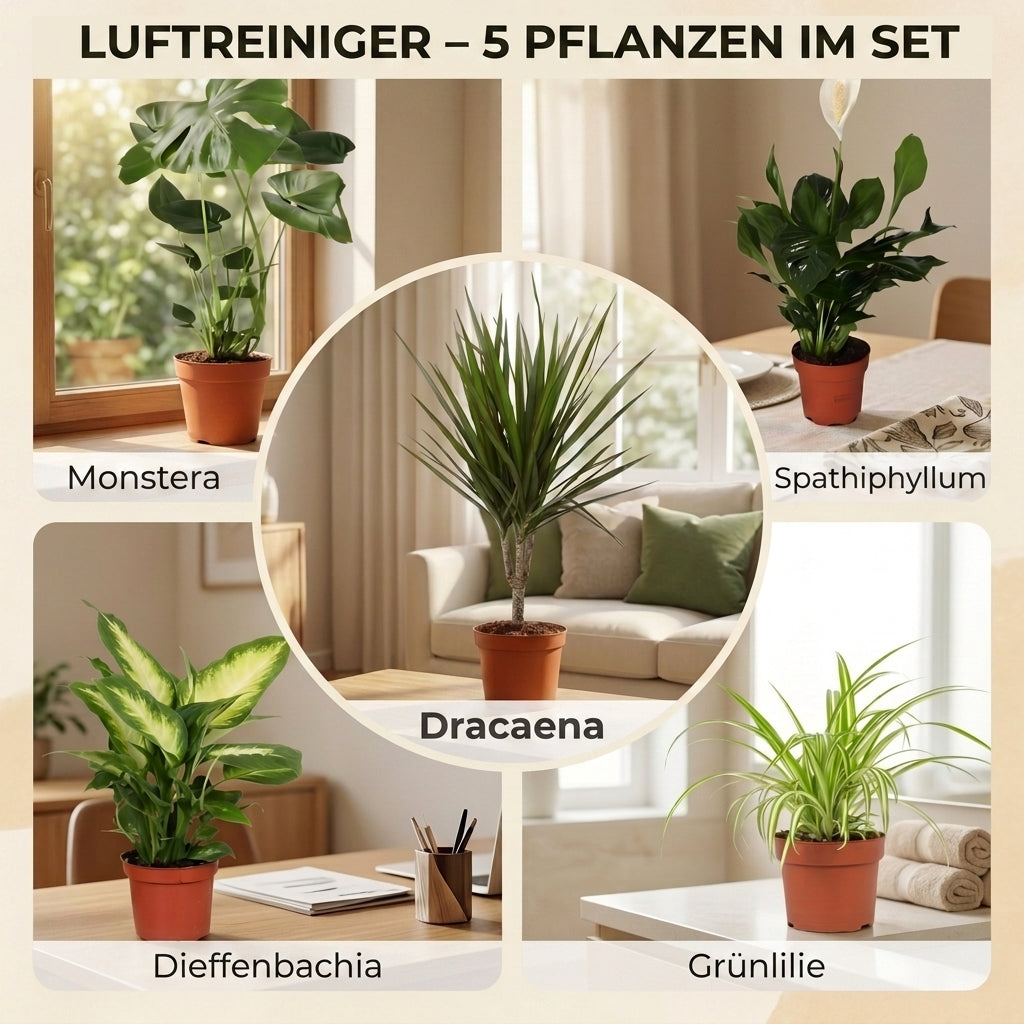 “Luftreiniger” Pflanzen-Set + Zinktopf | 5er-Set | ca. 40-70 cm | Ø 12-15 cm Topf