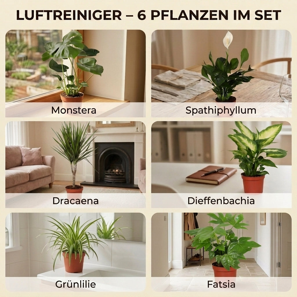 “Luftreiniger” Pflanzen-Set + Zinktopf | 6er-Set | ca. 40-70 cm | Ø 12-15 cm Topf