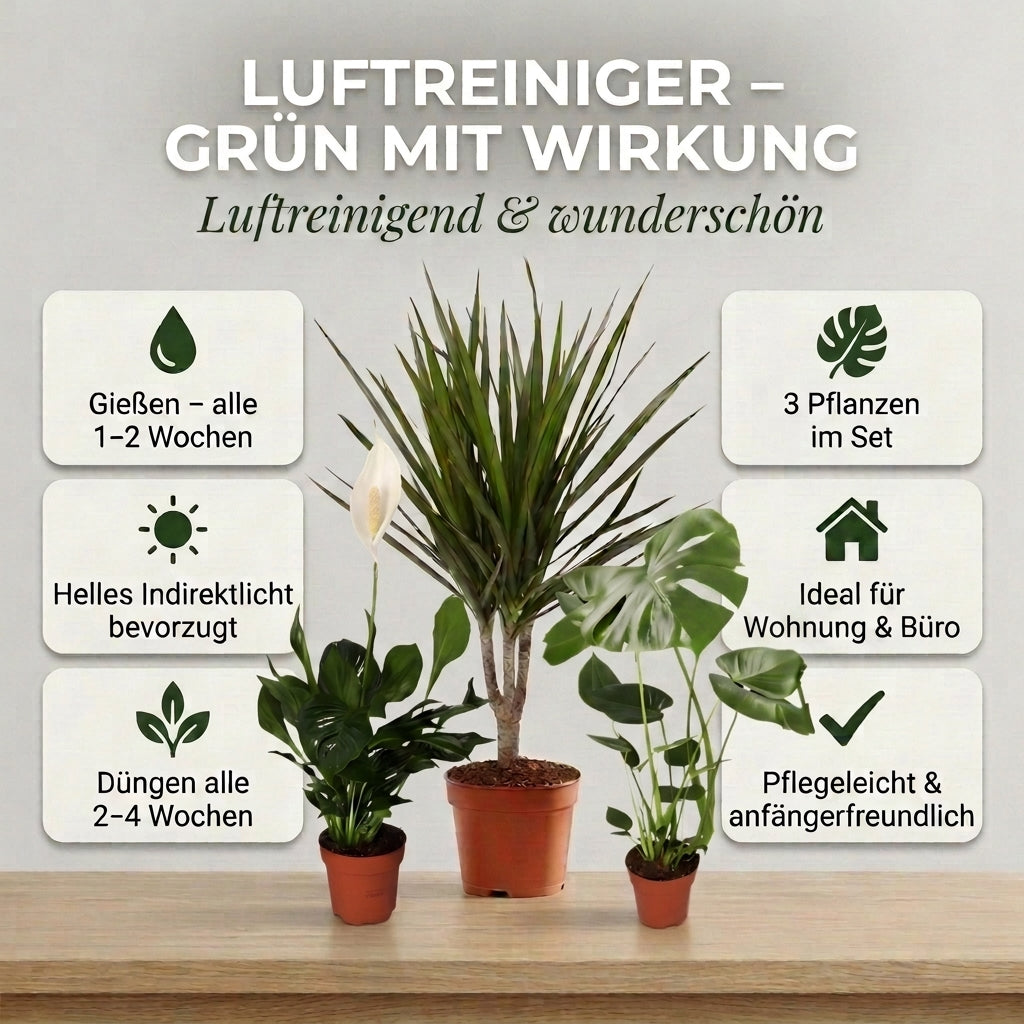 “Luftreiniger” Pflanzen-Set + Zinktopf | 3er-Set | ca. 40-70 cm | Ø 12-15 cm Topf