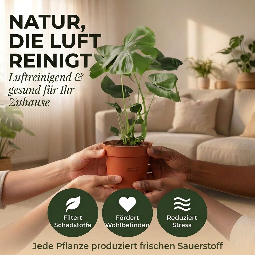 “Luftreiniger” Pflanzen-Set + Zinktopf | 3er-Set | ca. 40-70 cm | Ø 12-15 cm Topf