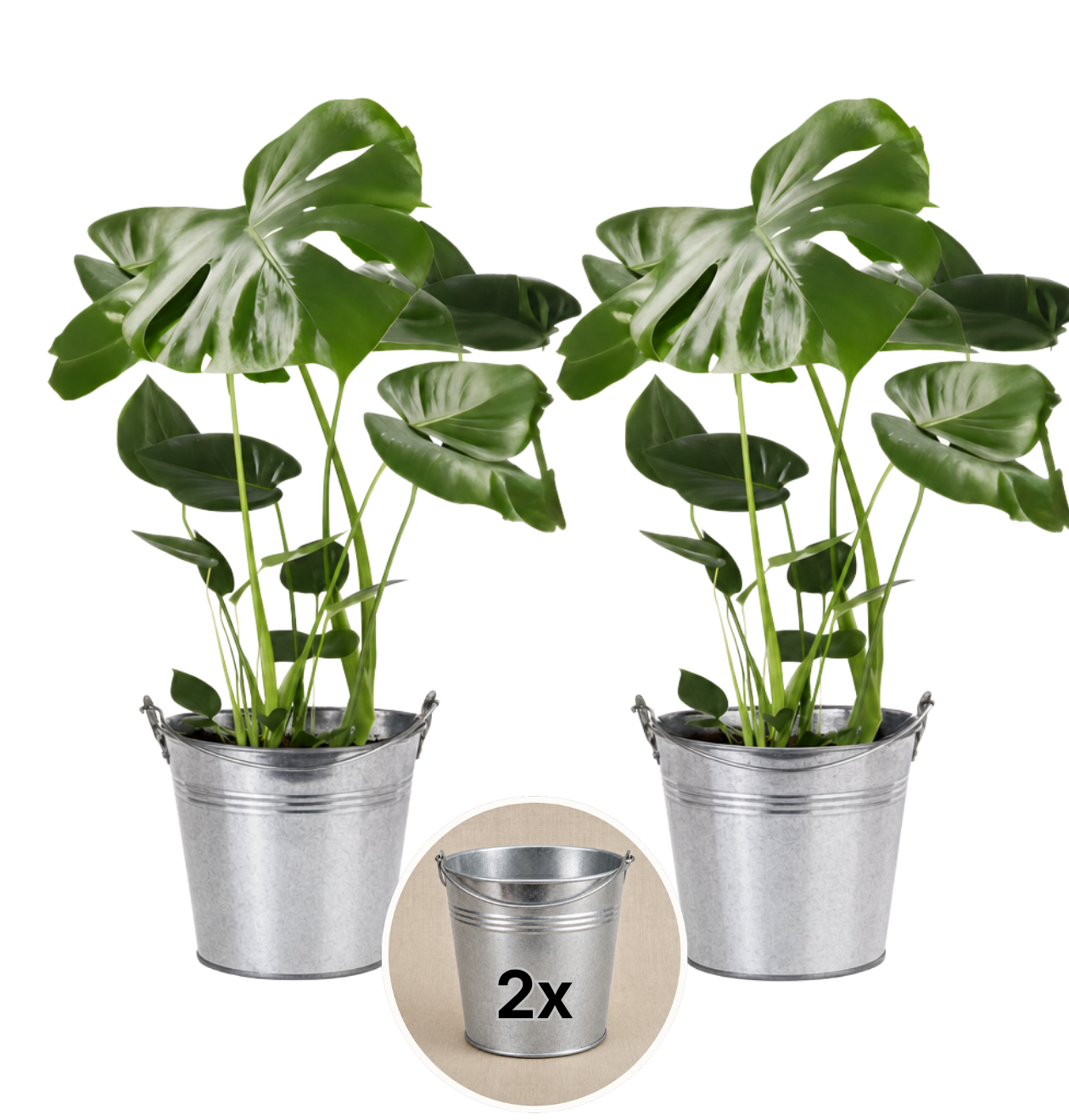Monstera deliciosa + Zinktopf | 2er-Set | Fensterblatt | ca. 55-70 cm | Ø 12-15 cm Topf