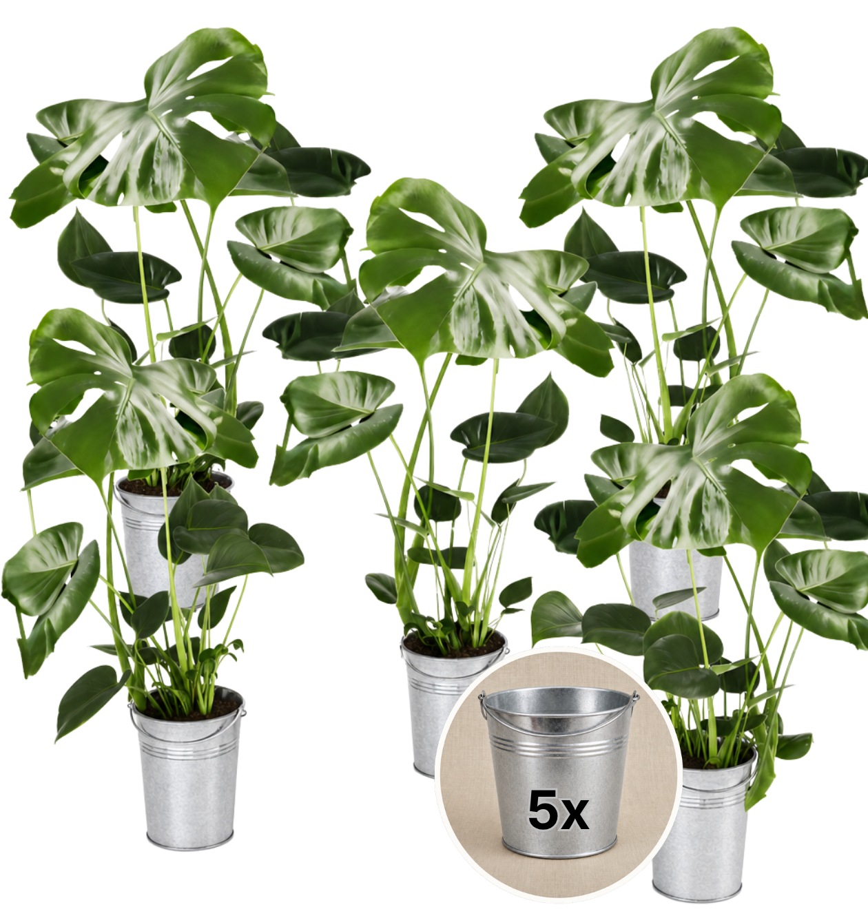 Monstera deliciosa + Zinktopf | 5er-Set | Fensterblatt | ca. 55-70 cm | Ø 12-15 cm Topf