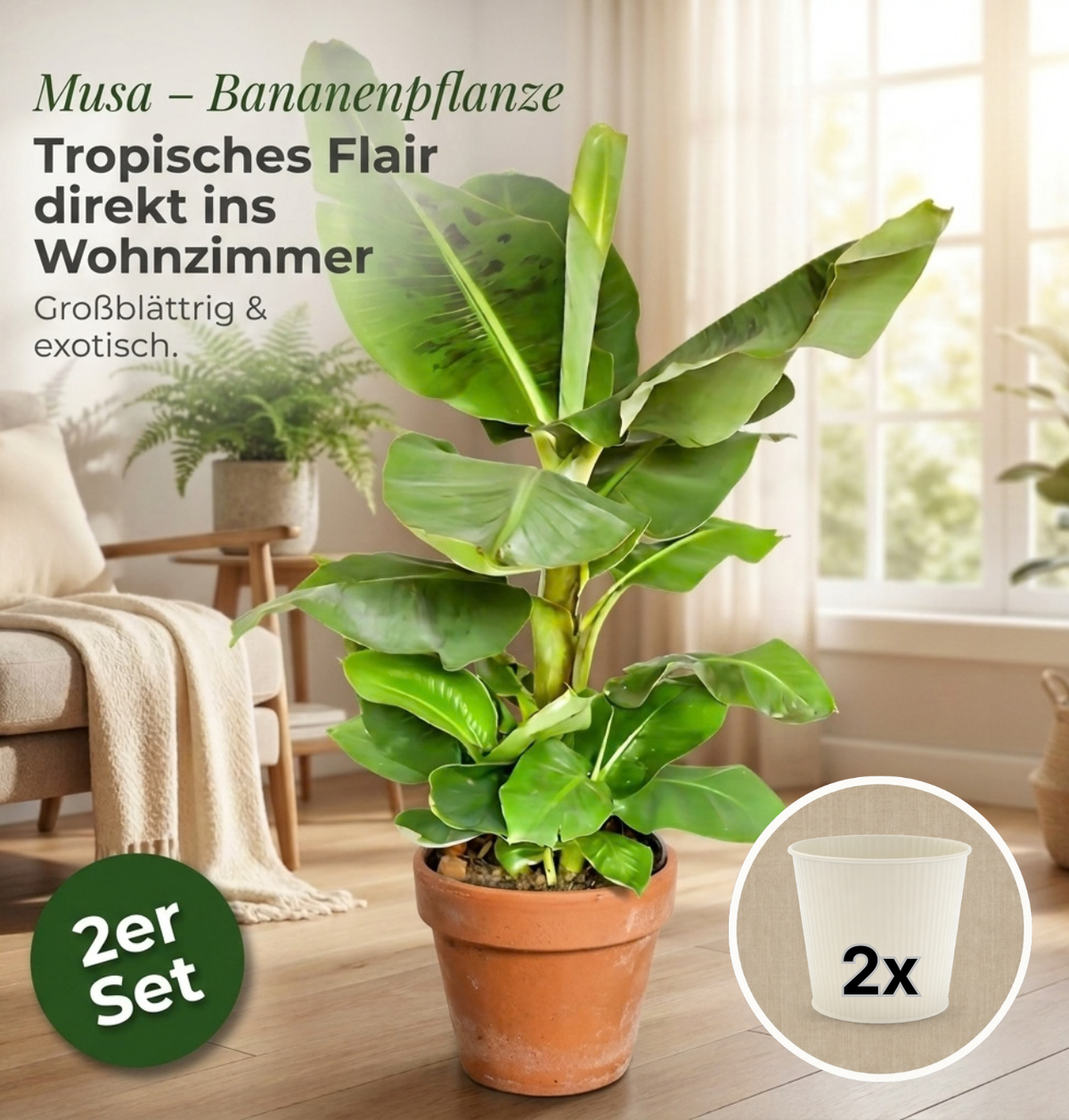 Bananenpflanze + 2x Cremefarbener Zinktopf | 2er-Set | Musa | ca. 40-50 cm | Ø 12-15 cm Topf