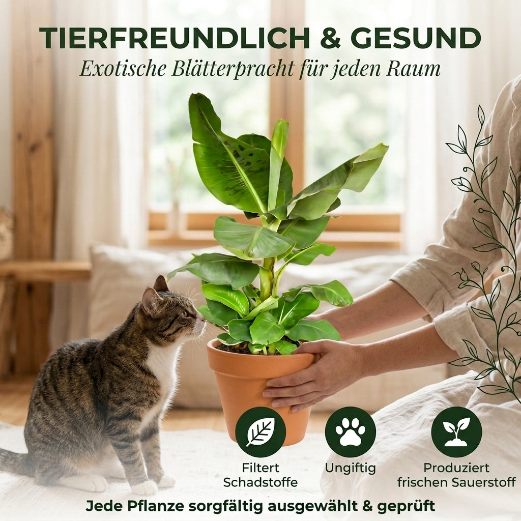 Bananenpflanze + 2x Cremefarbener Zinktopf | 2er-Set | Musa | ca. 40-50 cm | Ø 12-15 cm Topf