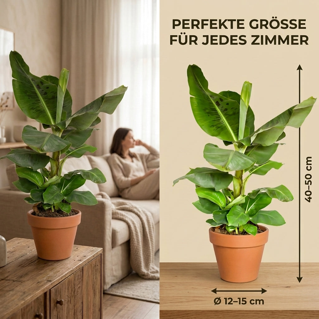 Bananenpflanze + 2x Cremefarbener Zinktopf | 2er-Set | Musa | ca. 40-50 cm | Ø 12-15 cm Topf