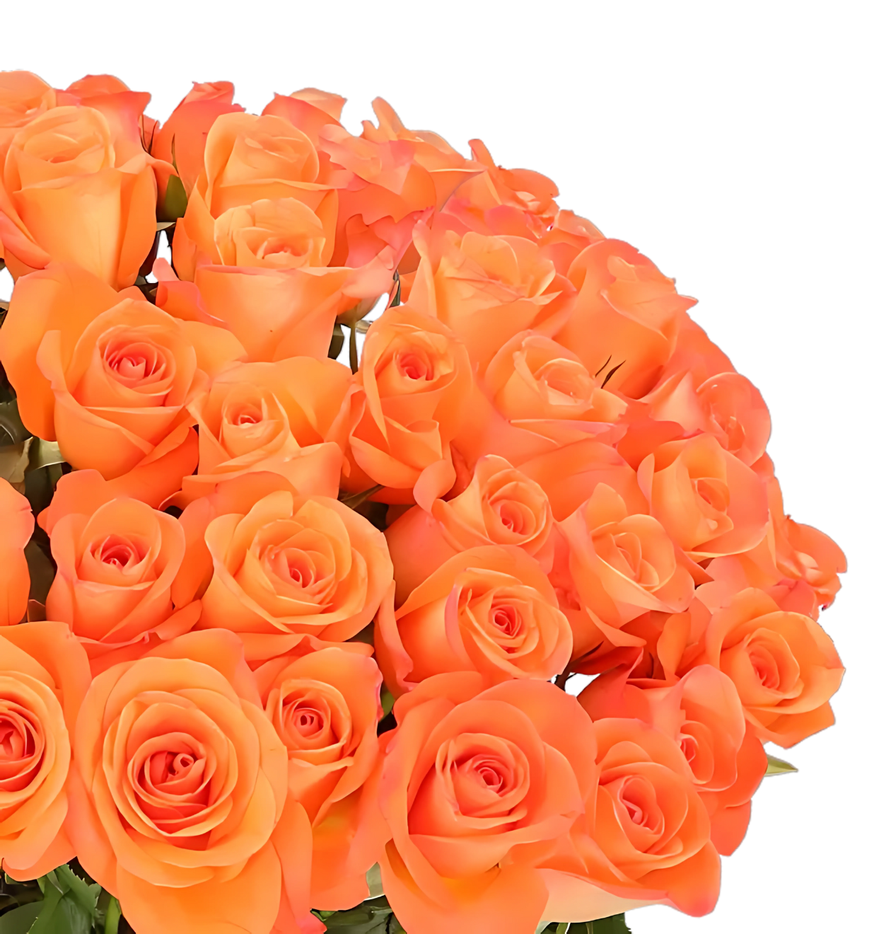 70 orange Rosen
