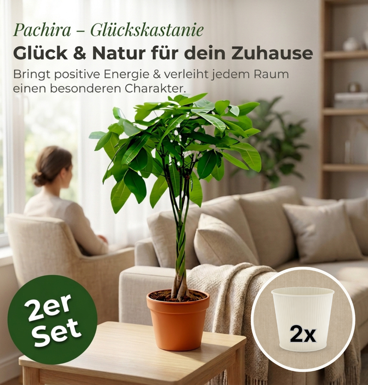 Glückskastanie + 2x Cremefarbener Zinktopf | 2er-Set | Pachira | ca. 40-50 cm | Ø 12-15 cm Topf