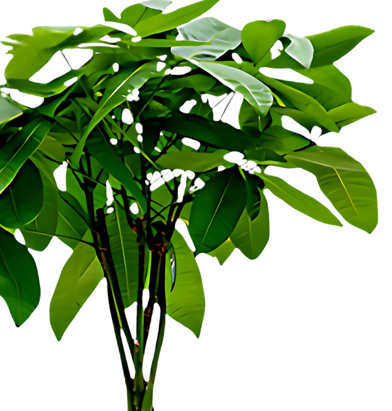6er-Set “Exotischer Mix” | Goldfruchtpalme | Bergpalme | Dieffenbachie | Drachenbaum | Glückskastanie | Monstera | +/- 40-65cm | ø 12-15cm Topf