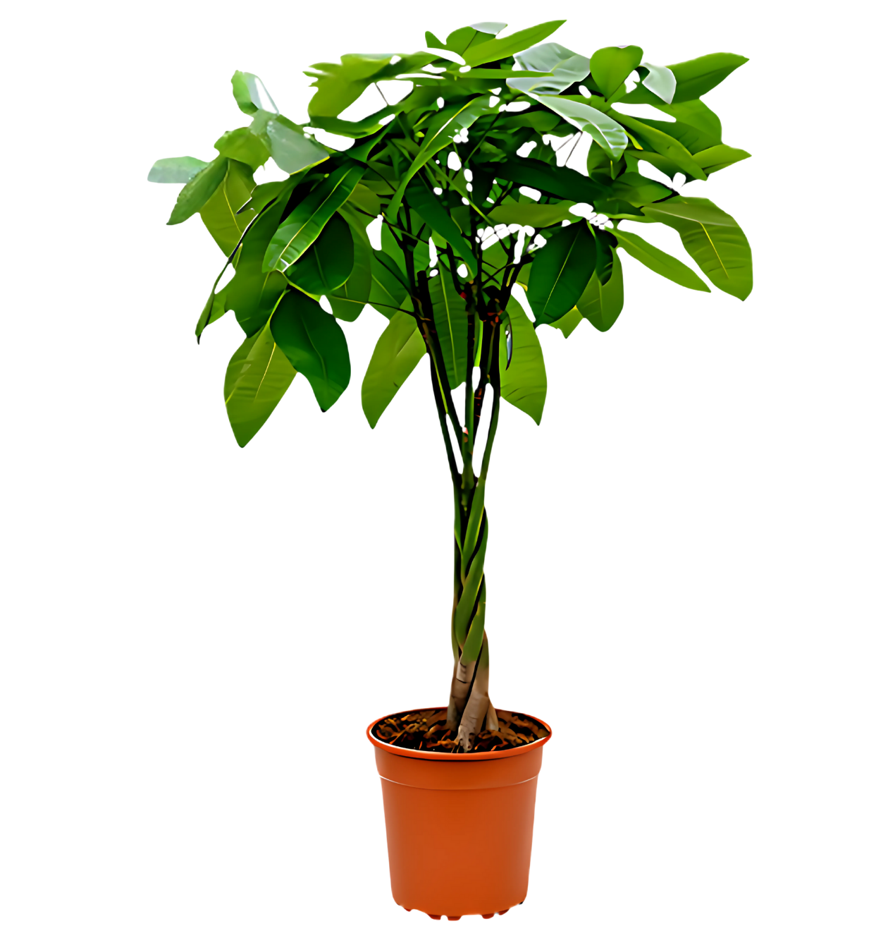 Gelukskastanje | set van 3 | Pachira | ca. 40-50 cm | Ø 12-15 cm pot