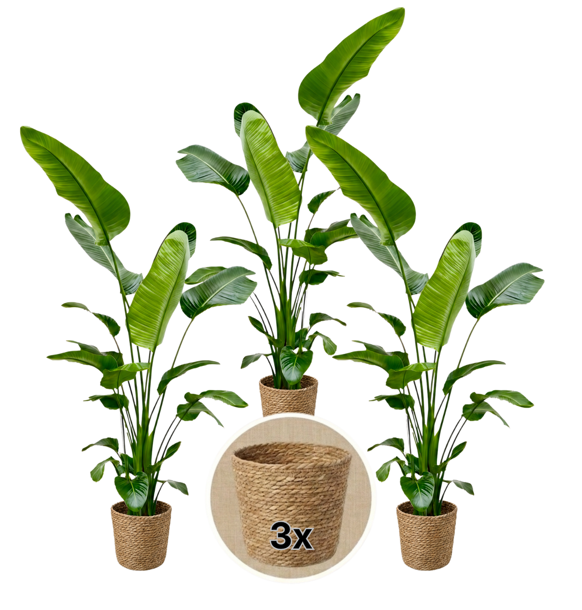Weiße Paradiesvogelblume + 3x Seegraskorb | 3er-Set | Strelitzia Nicolai | ca. 45-55 cm | Ø 12-15 cm Topf