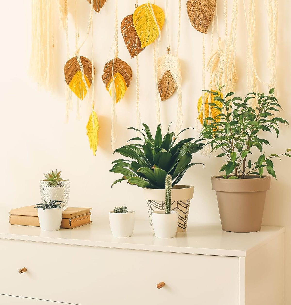 Pflanzenüberraschung + 4x Cremefarbener Zinktopf | 4er-Set | ca. 30-70 cm | Ø 12-15 cm Topf