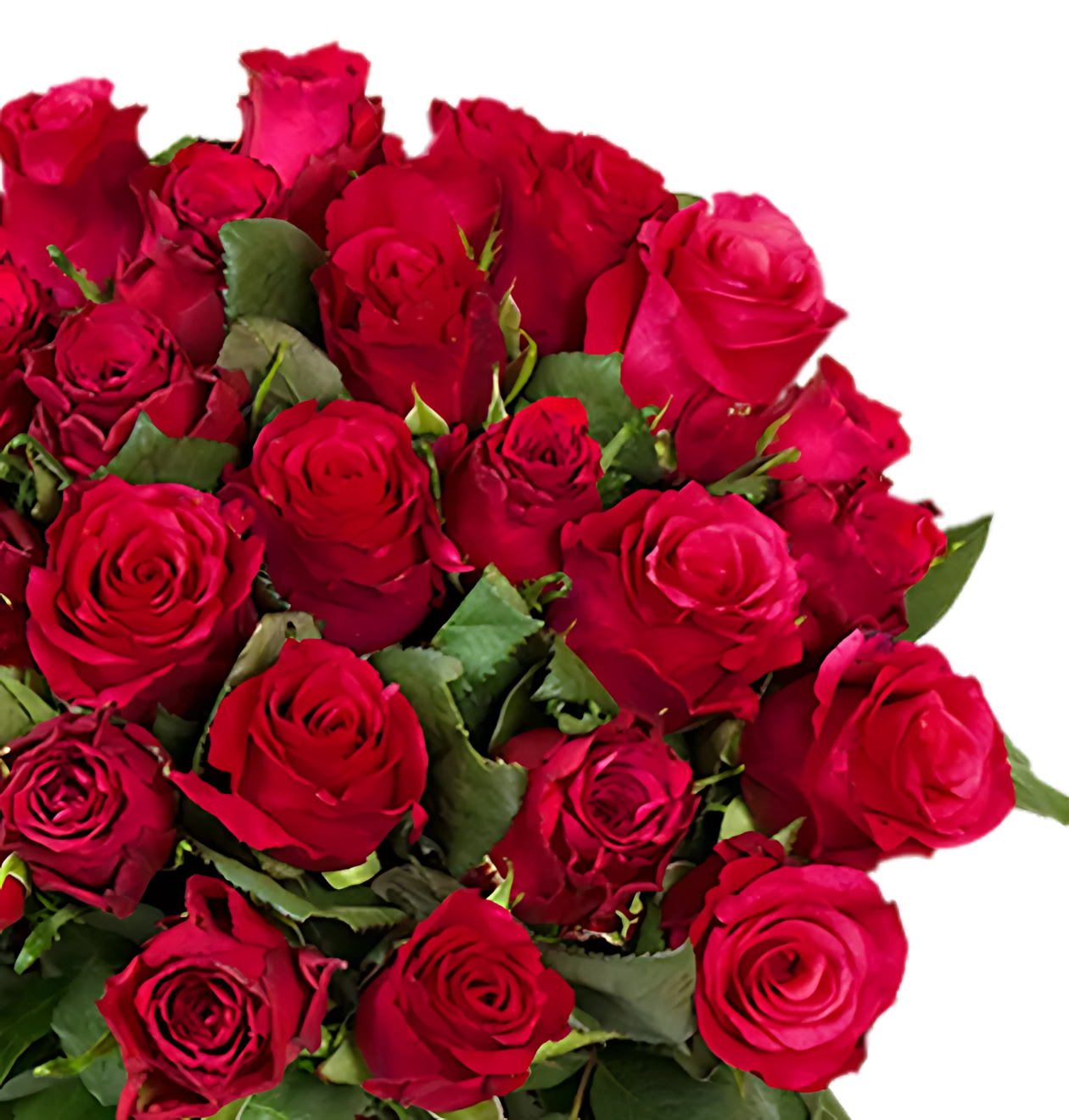 70 rote Rosen