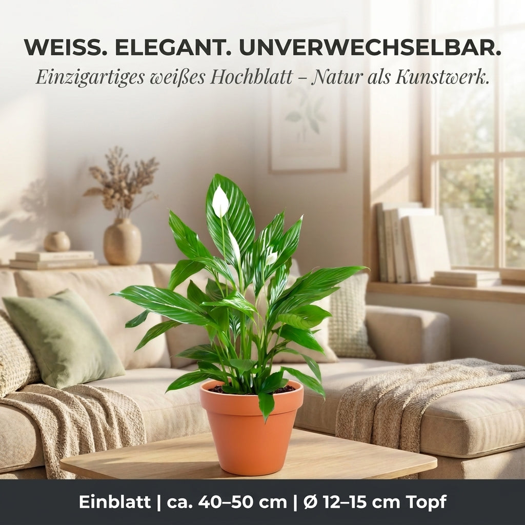 Einblatt + 3x Zinktopf | 3er-Set | Spathiphyllum | ca. 40-50 cm | Ø 12-15 cm Topf