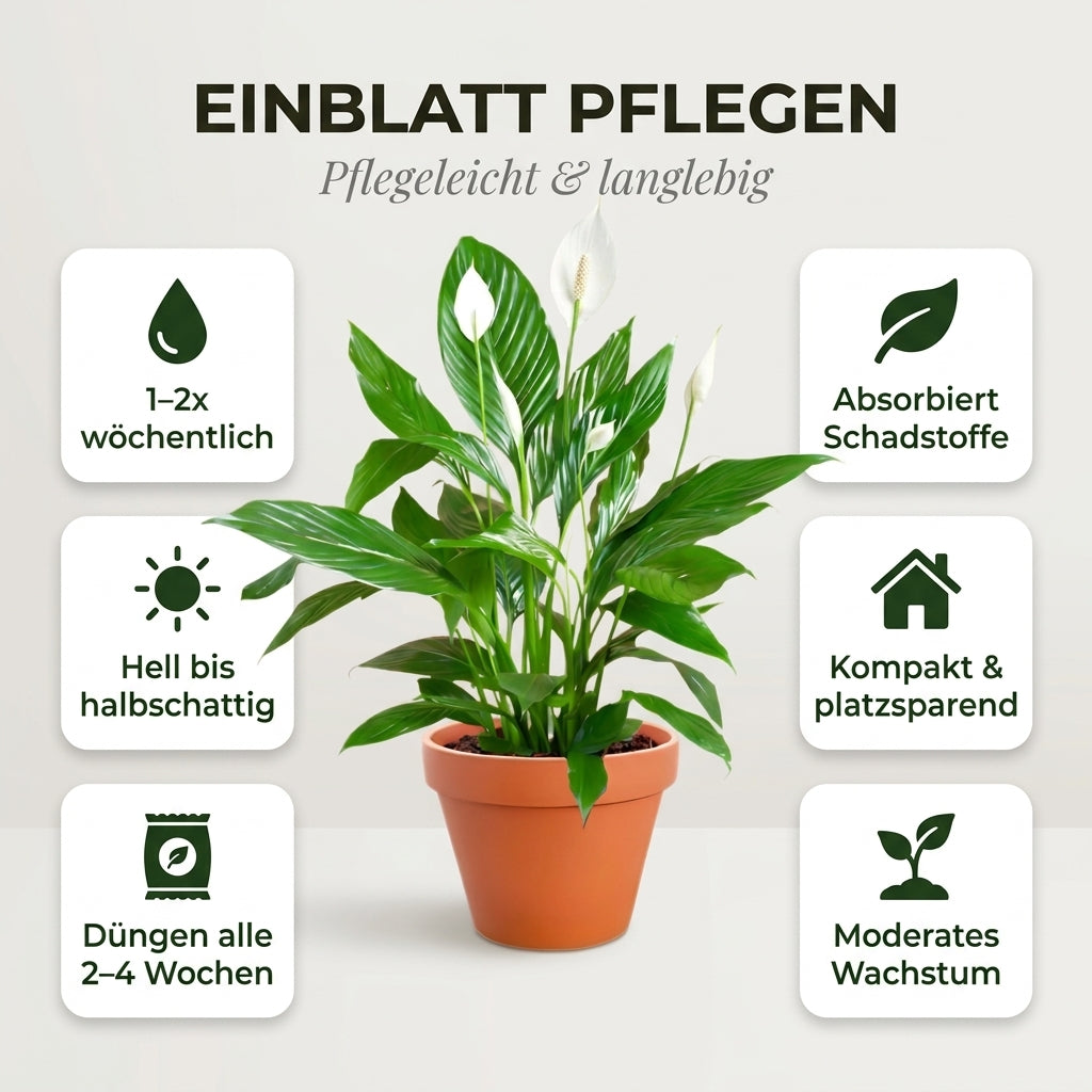 Einblatt + 1x Zinktopf | Spathiphyllum | ca. 40-50 cm | Ø 12-15 cm Topf