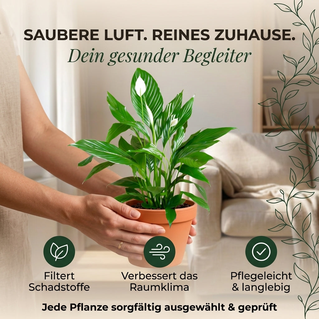 Einblatt + 3x Zinktopf | 3er-Set | Spathiphyllum | ca. 40-50 cm | Ø 12-15 cm Topf