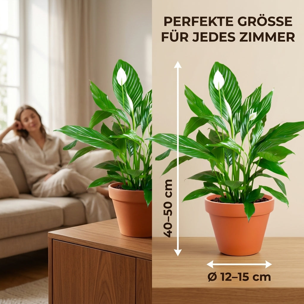 Einblatt + 1x Zinktopf | Spathiphyllum | ca. 40-50 cm | Ø 12-15 cm Topf