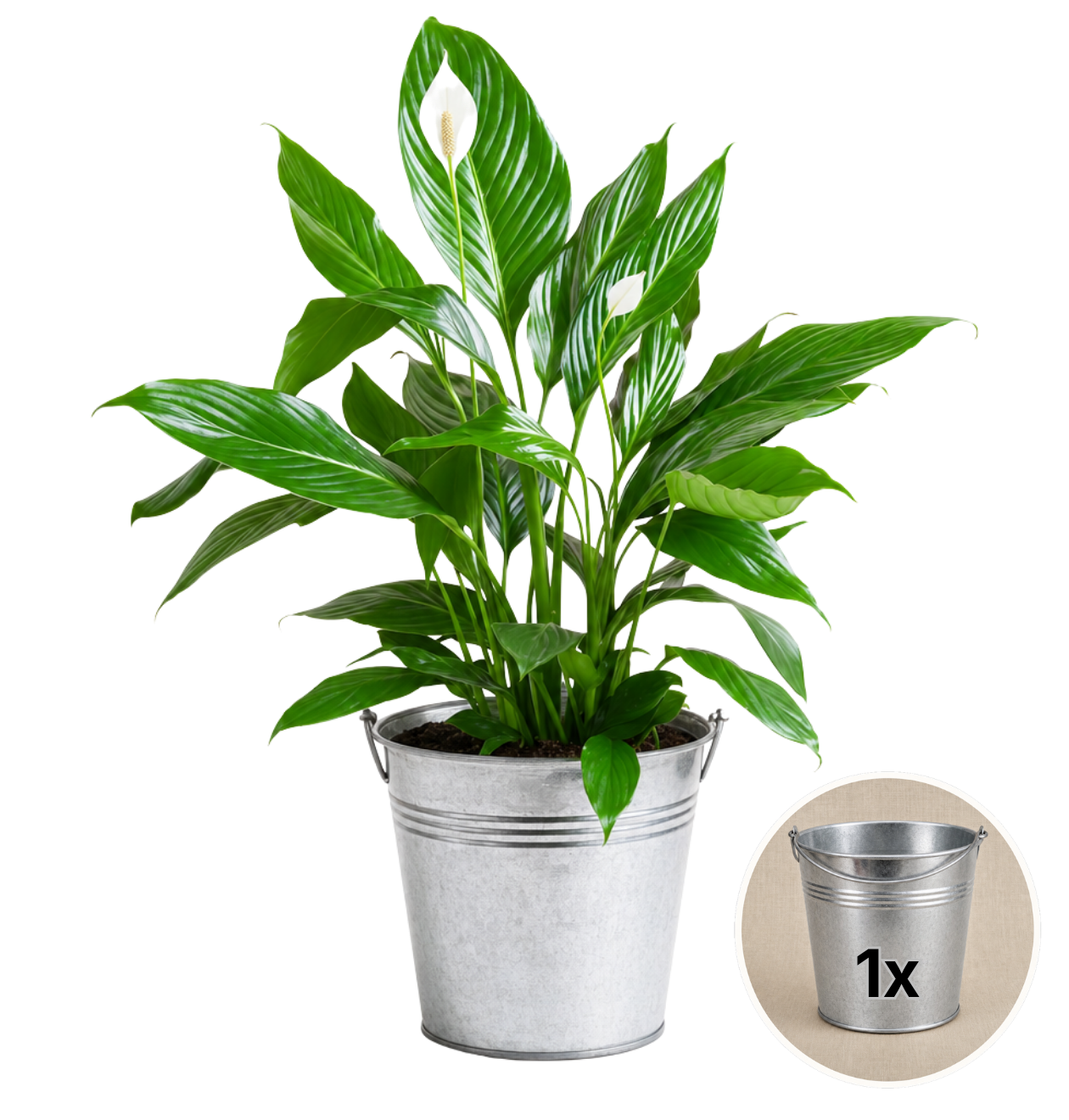 Einblatt + 1x Zinktopf | Spathiphyllum | ca. 40-50 cm | Ø 12-15 cm Topf