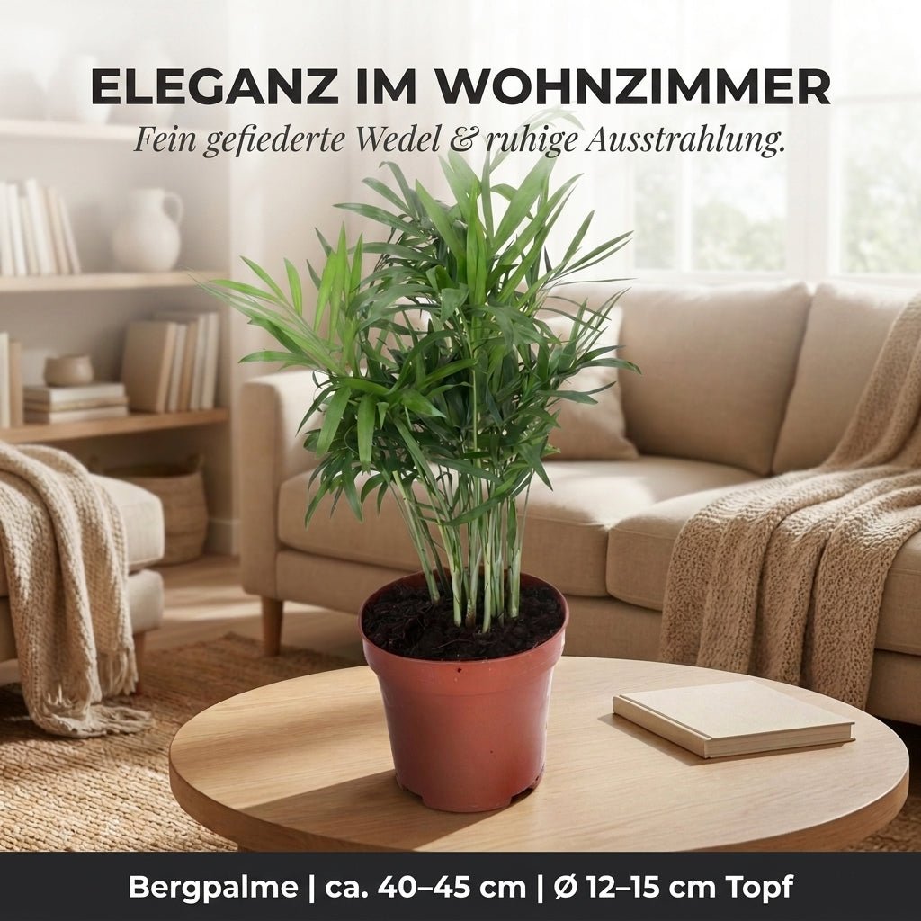 Bergpalme + 1x Seegraskorb | Chamaedorea elegans | ca. 40-45 cm | Ø 12-15 cm Topf - Blume Ideal