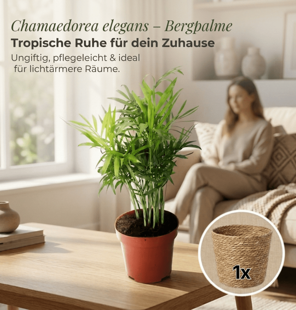 Bergpalme + 1x Seegraskorb | Chamaedorea elegans | ca. 40-45 cm | Ø 12-15 cm Topf - Blume Ideal